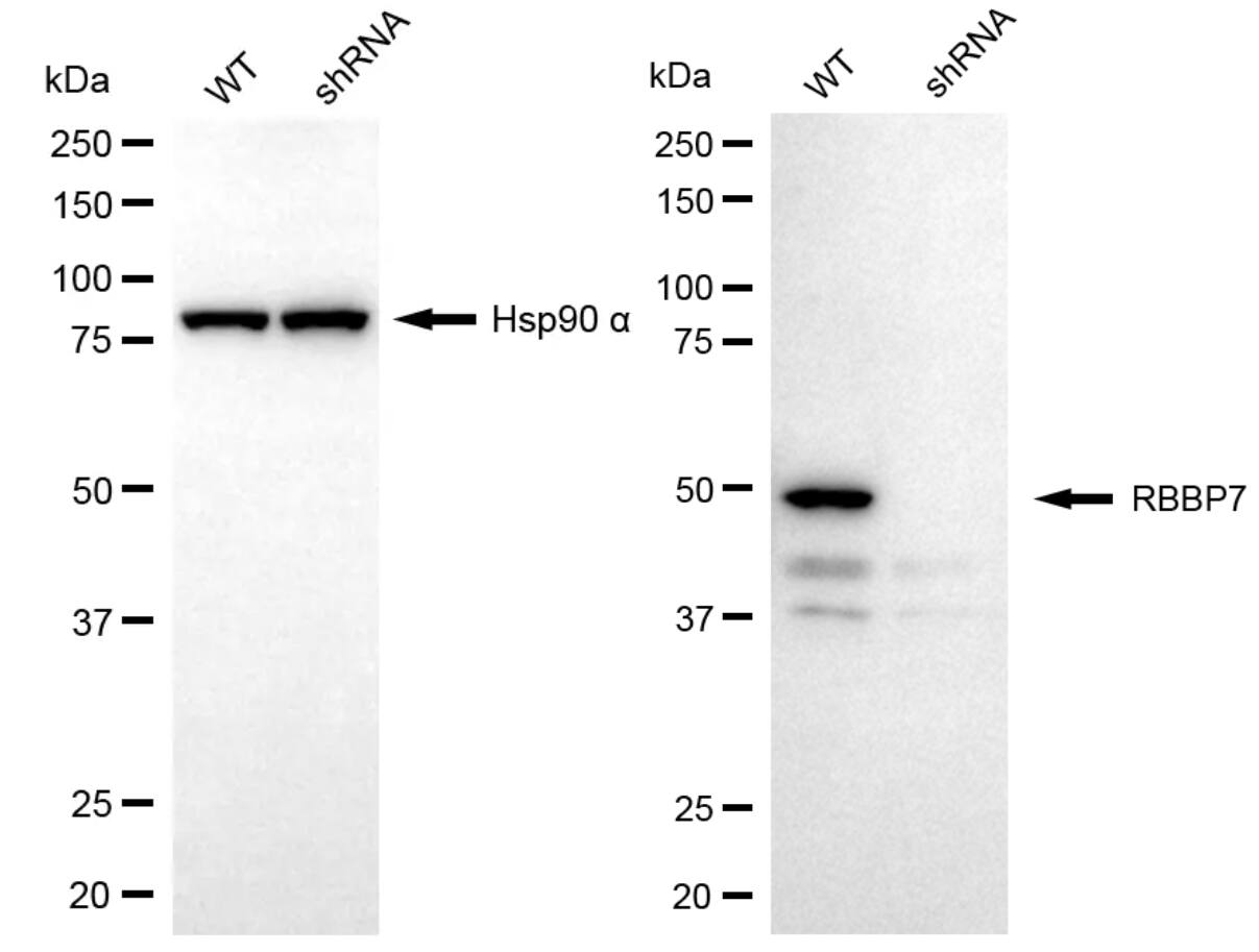 RbAp46 Antibody (24GB13975)
