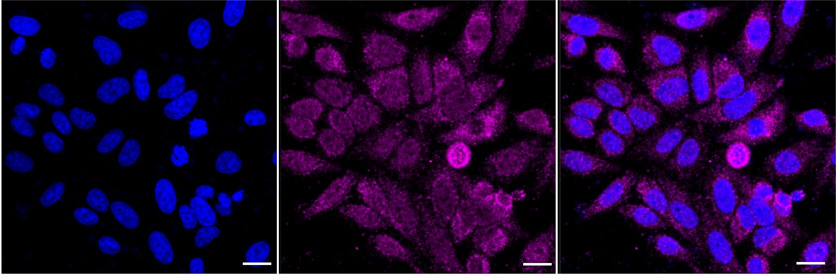 Aconitase 2 Antibody (23GB1585)
