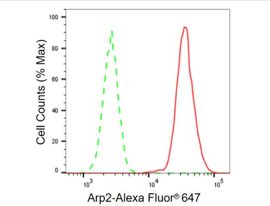 ACTR2 Antibody (23GB610)