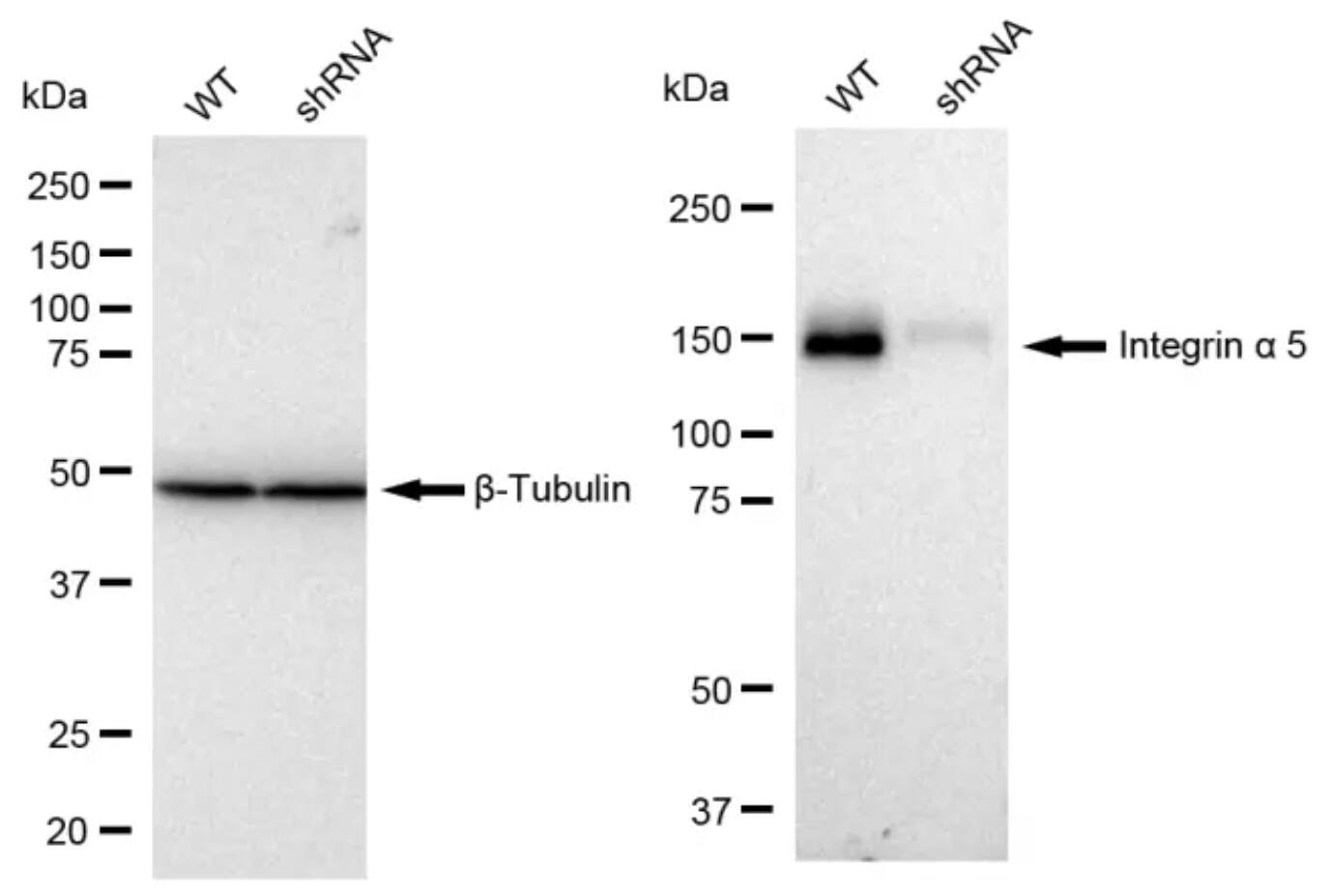 Integrin alpha 5/CD49e Antibody (23GB1050)