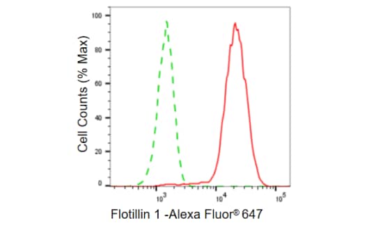 Flotillin-1 Antibody (23GB845)