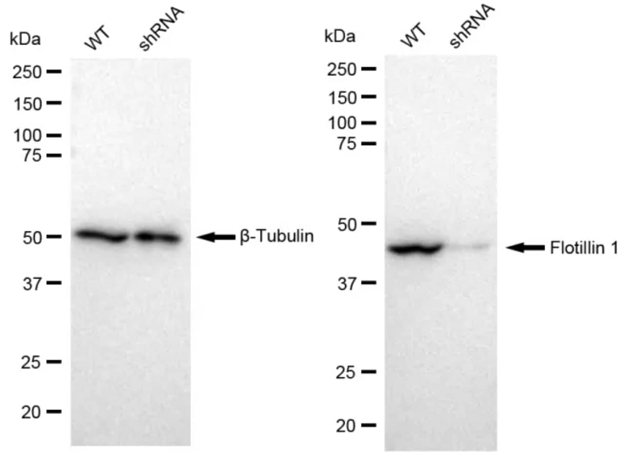 Flotillin-1 Antibody (23GB845)