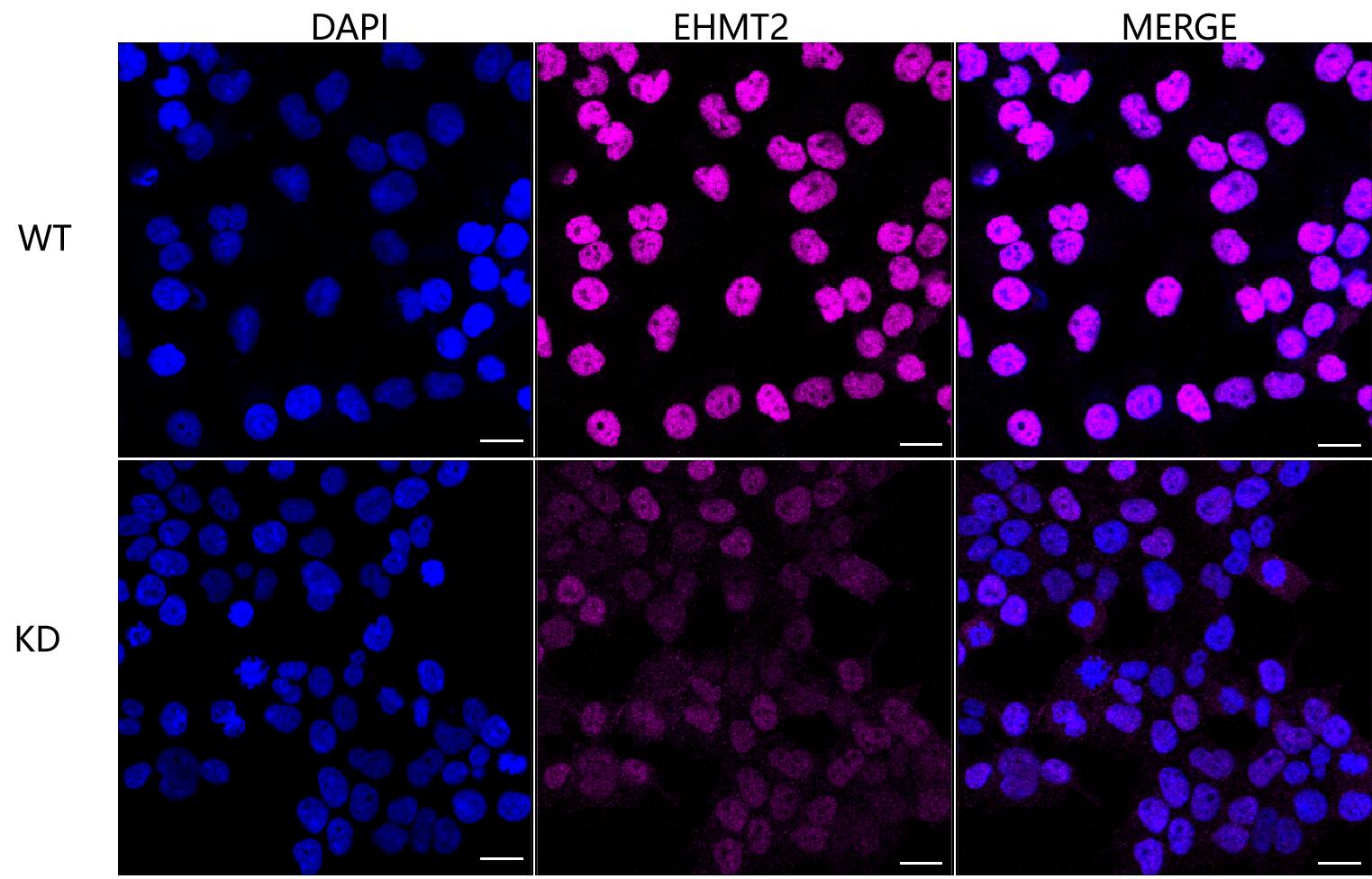 G9a/EHMT2 Antibody (23GB825)