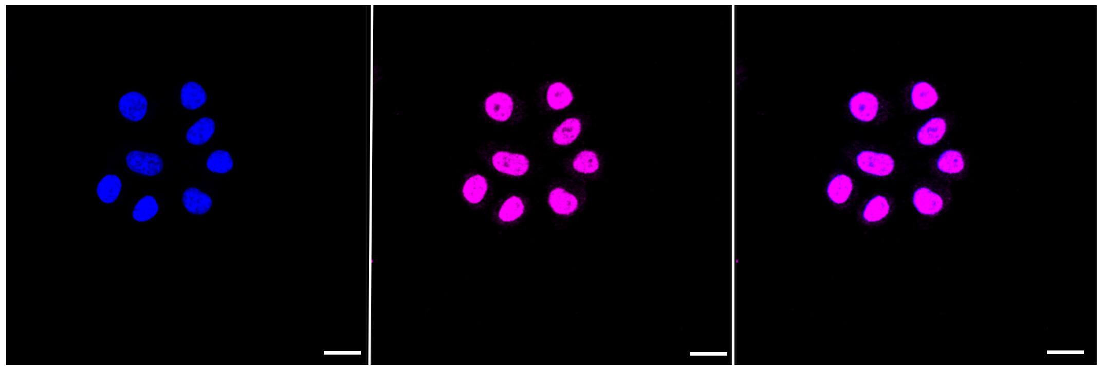 G9a/EHMT2 Antibody (23GB825)