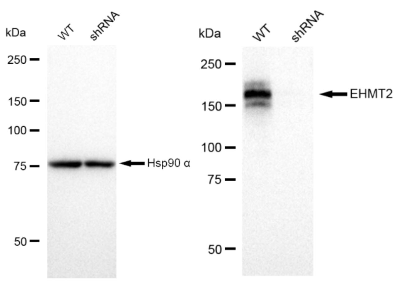 G9a/EHMT2 Antibody (23GB825)
