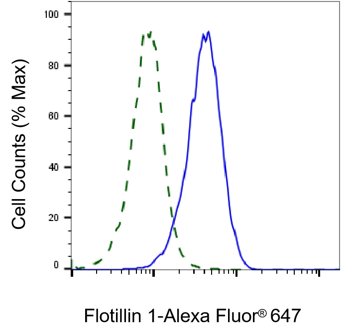 Flotillin-1 Antibody (23GB840)