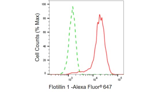 Flotillin-1 Antibody (23GB840)