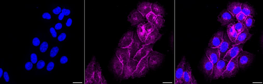 Flotillin-1 Antibody (23GB840)