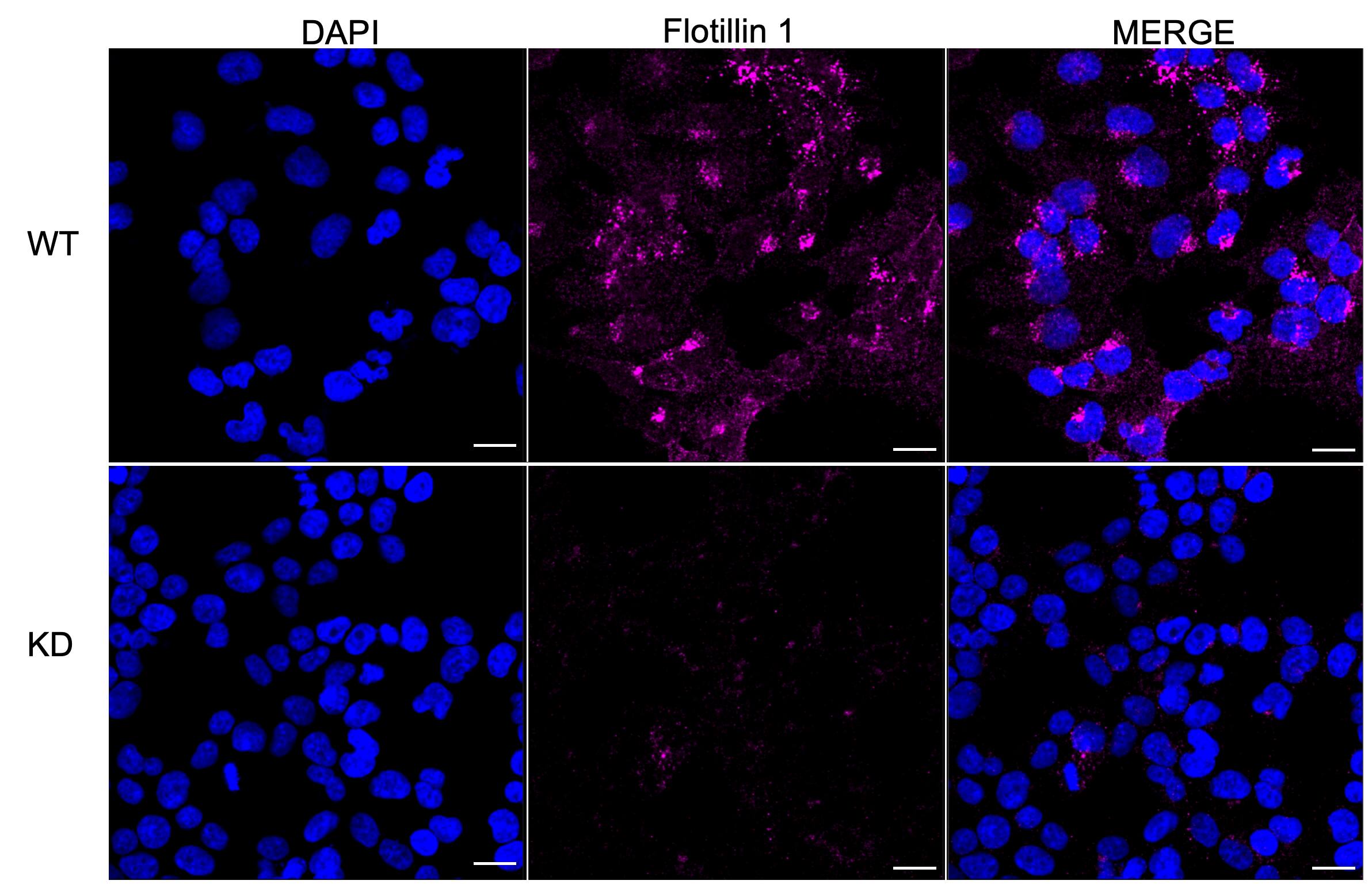 Flotillin-1 Antibody (23GB840)