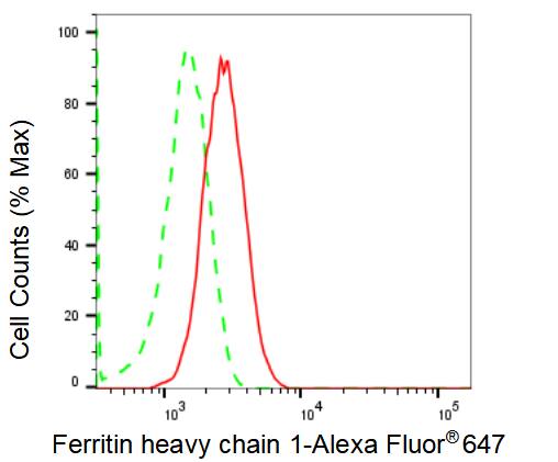 Ferritin Heavy Chain Antibody (23GB1835)