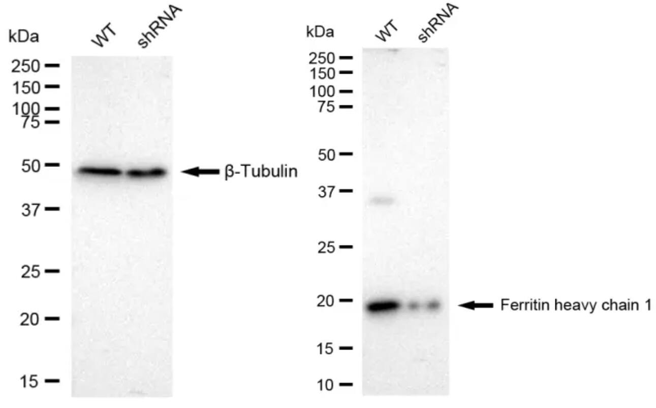 Ferritin Heavy Chain Antibody (23GB1835)