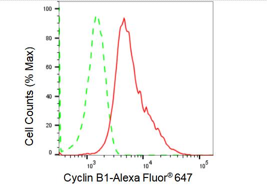 Cyclin B1 Antibody (23GB1670)