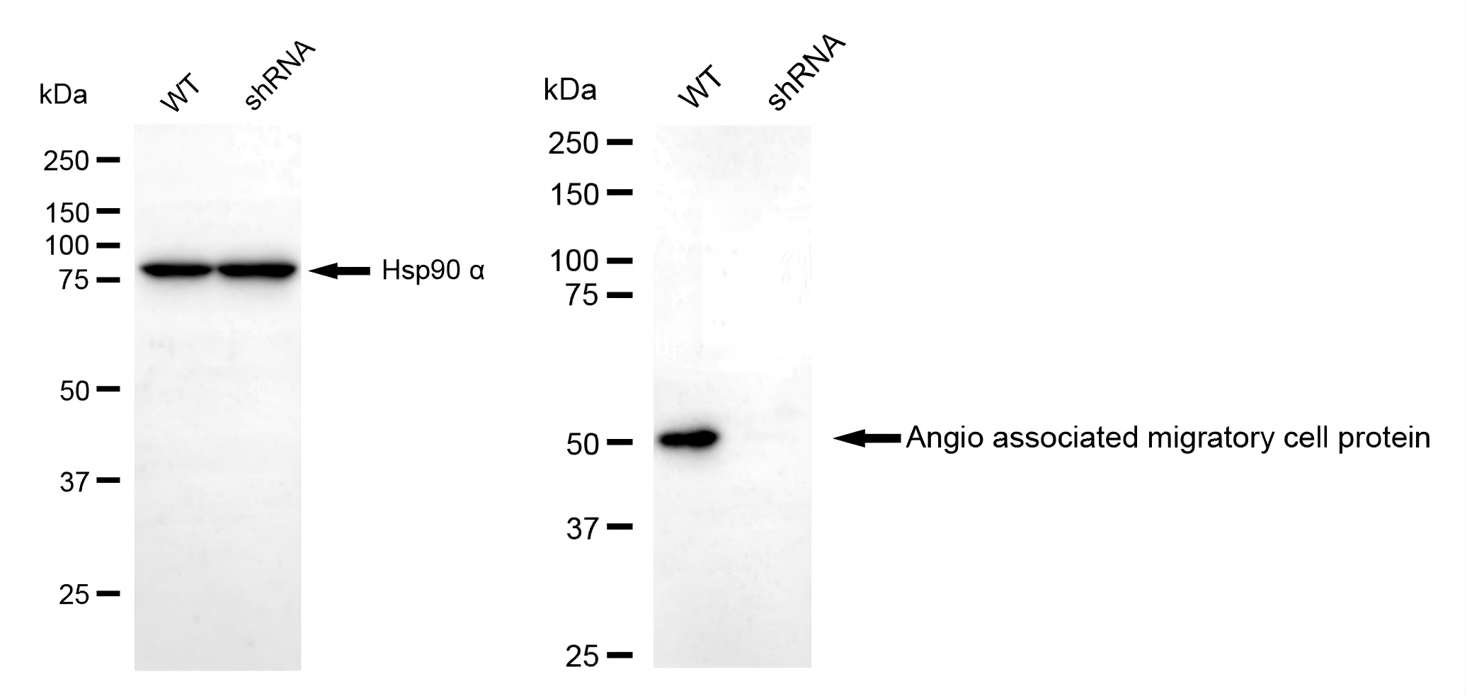 AAMP Antibody (23GB1885)