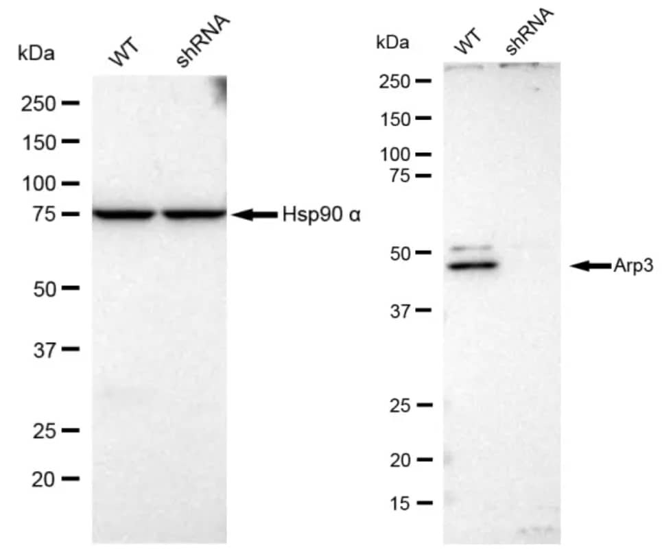 ACTR3 Antibody (23GB615)