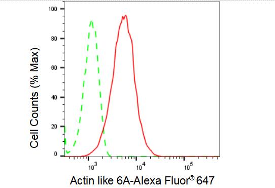 BAF53A Antibody (23GB1155)