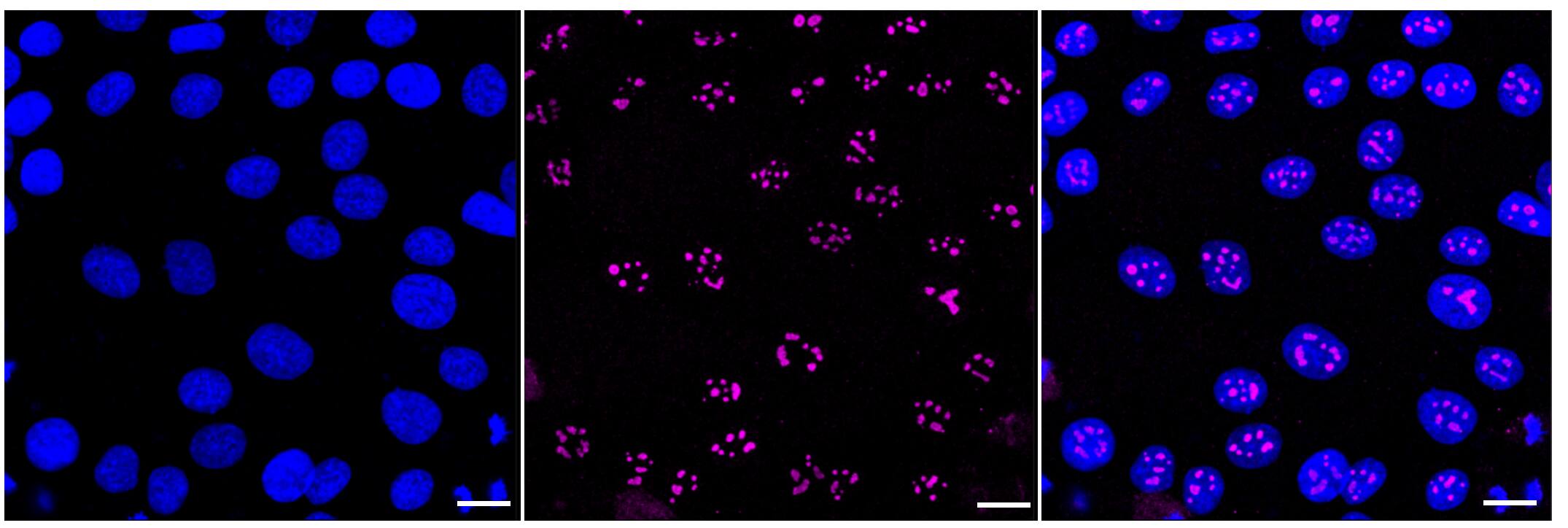 BAF53A Antibody (23GB1155)