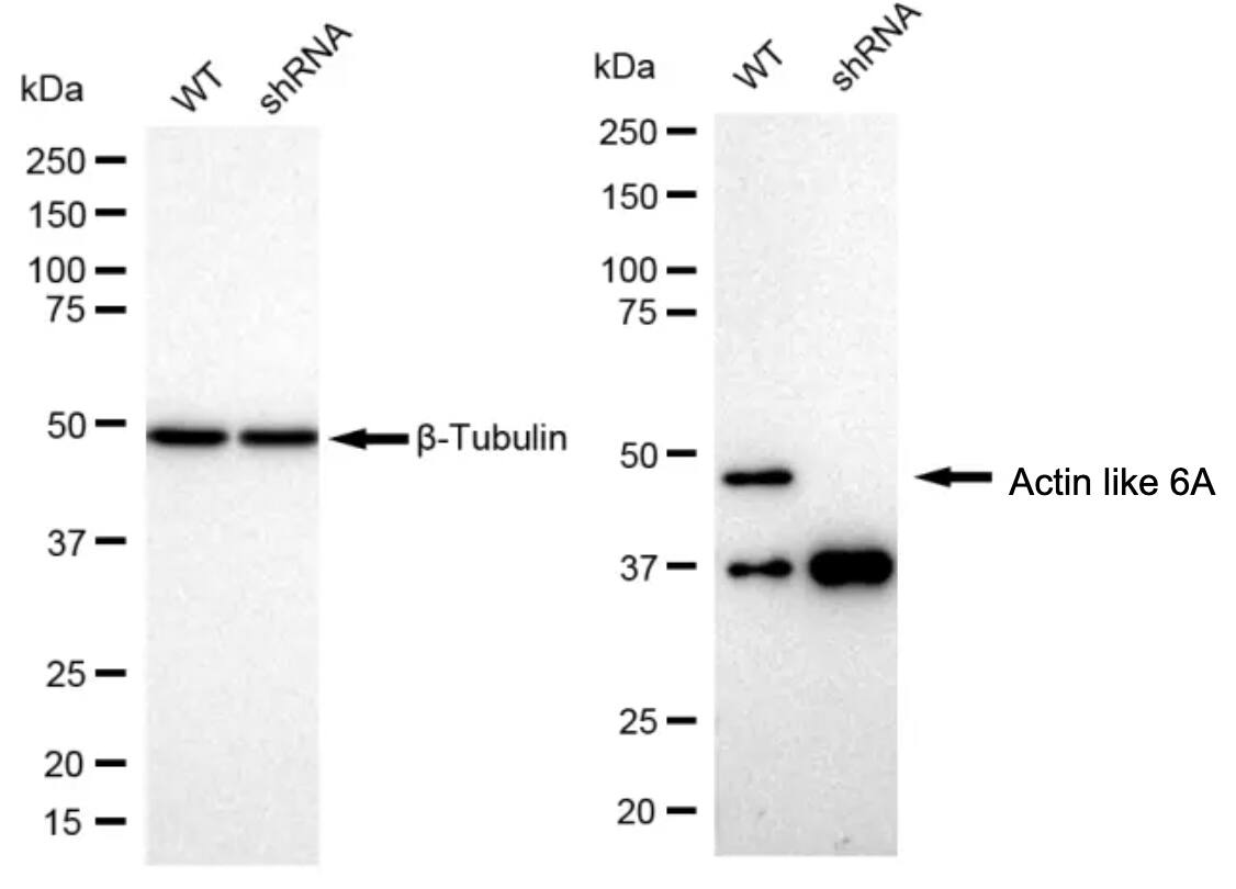 BAF53A Antibody (23GB1155)