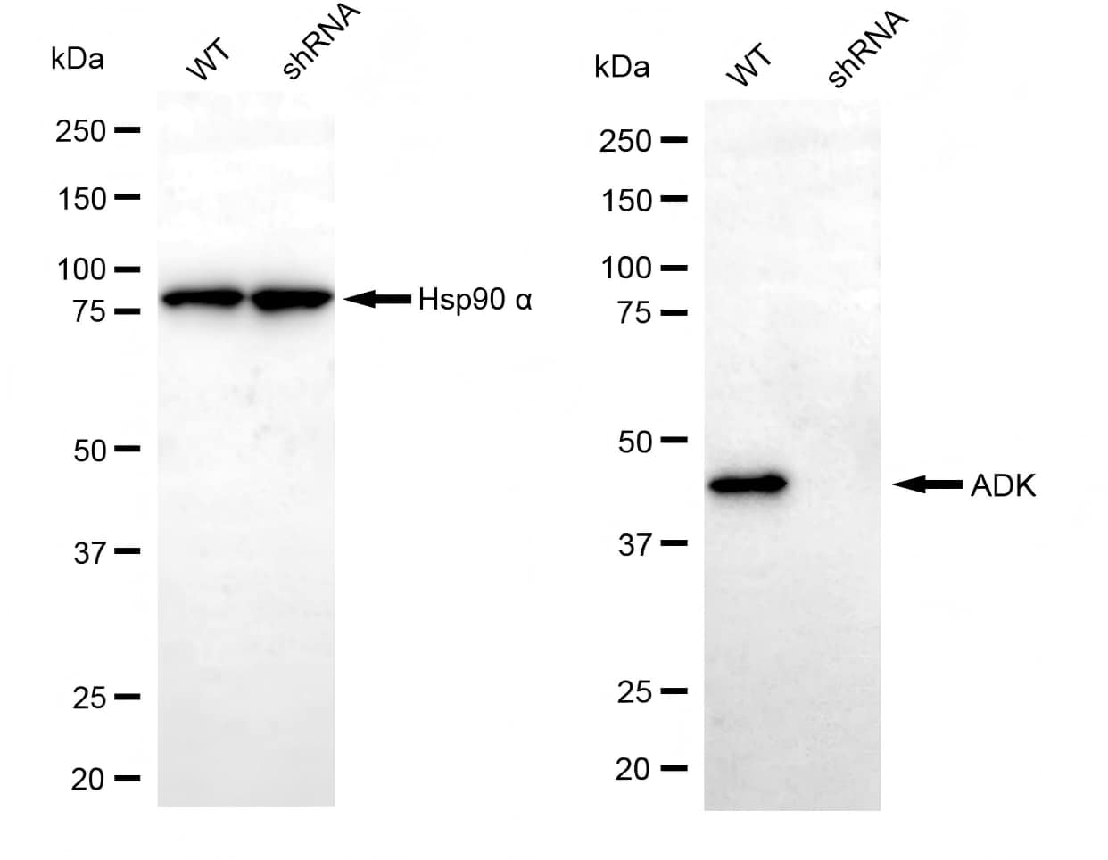 ADK Antibody (23GB625)
