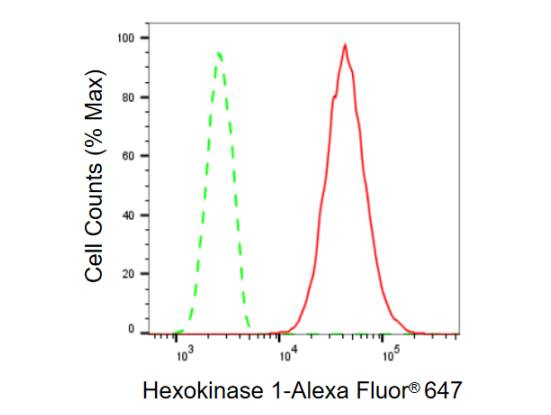 Hexokinase 1 Antibody (23GB870)