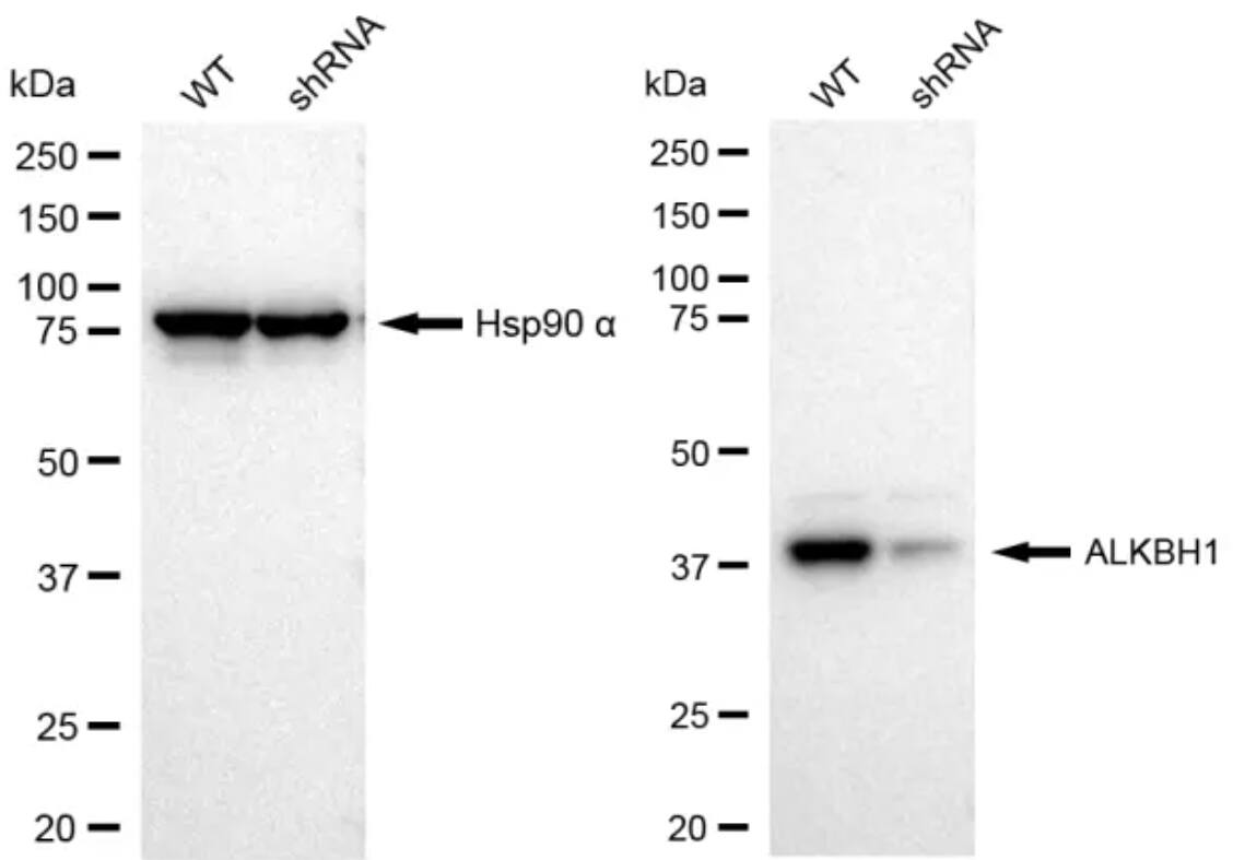 ABH1 Antibody (23GB1385)