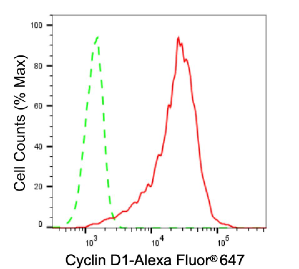 Cyclin D1 Antibody (23GB735)
