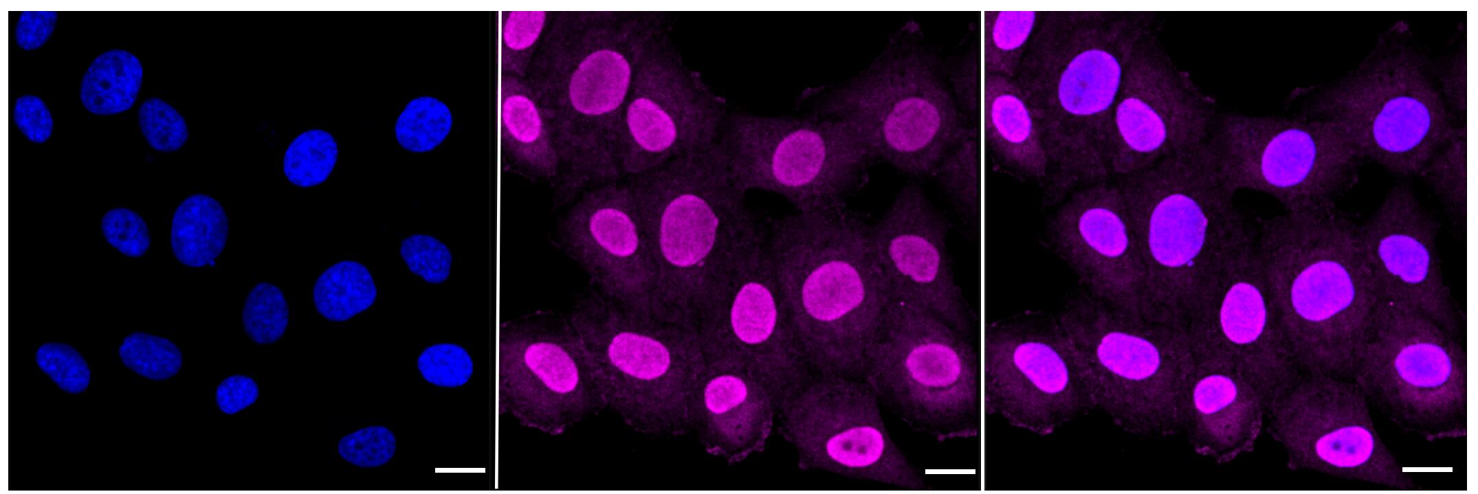Annexin V Antibody (23GB650)