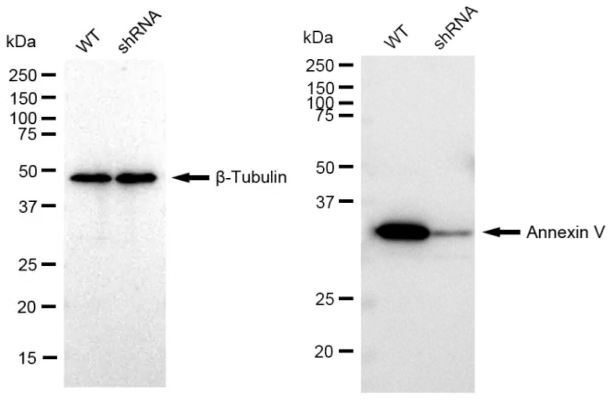Annexin V Antibody (23GB650)