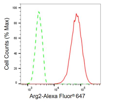 ARG2 Antibody (23GB655)