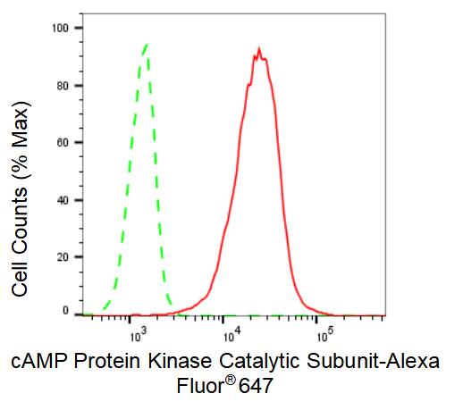 PKA C alpha Antibody (23GB1030)