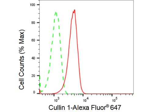 Cullin 1 Antibody (23GB1555)
