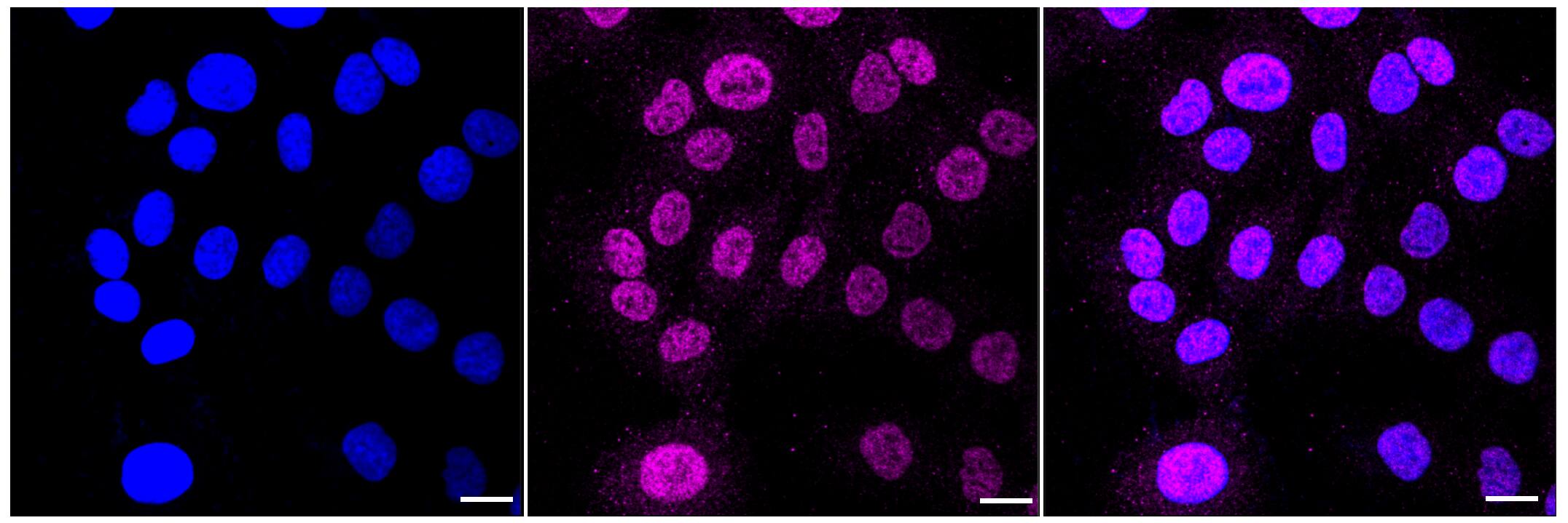 Cullin 1 Antibody (23GB1555)