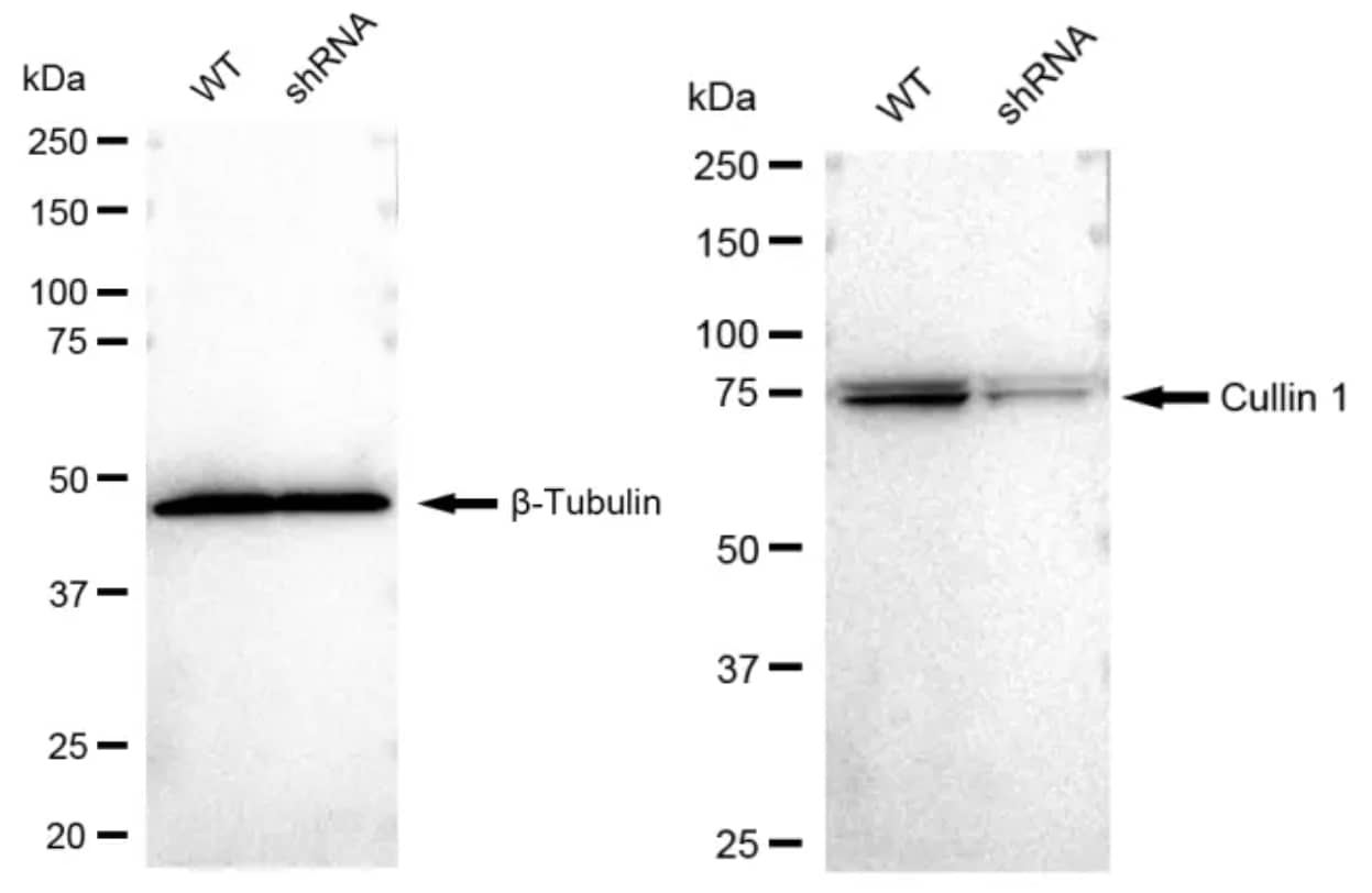 Cullin 1 Antibody (23GB1555)
