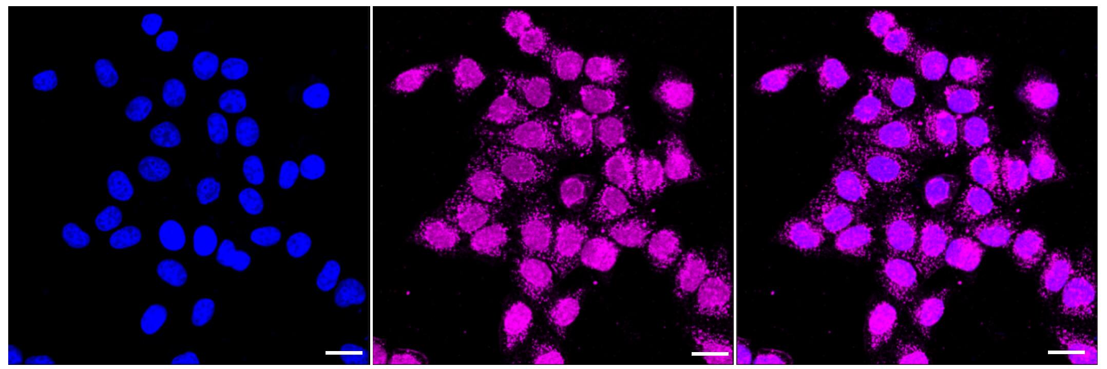 Glutathione Synthetase Antibody (23GB4385)