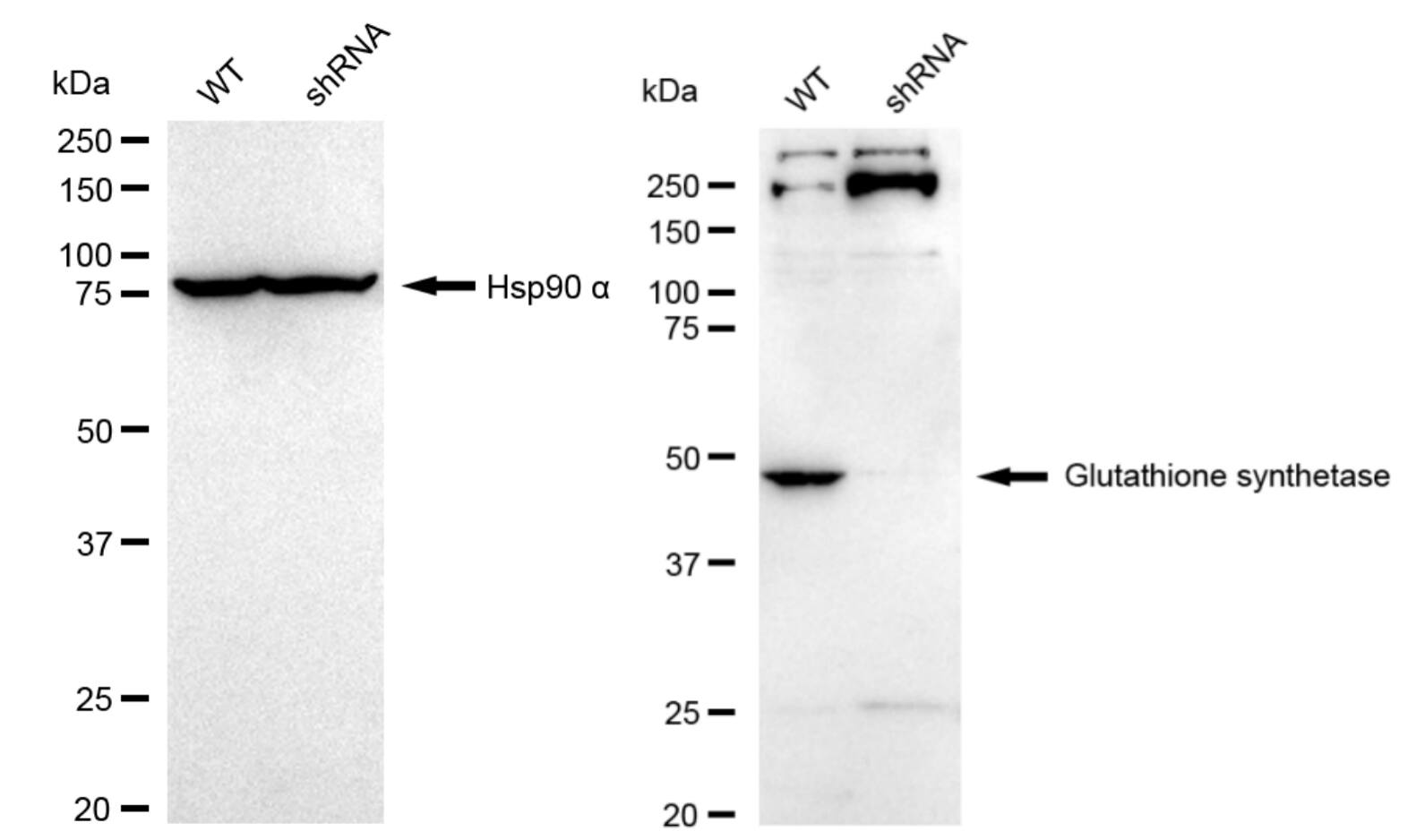 Glutathione Synthetase Antibody (23GB4385)