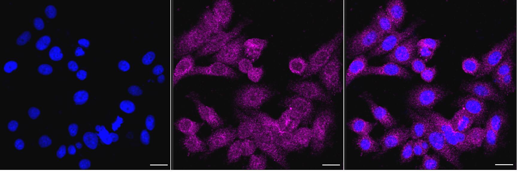 RhoGDI Antibody (24GB6240)