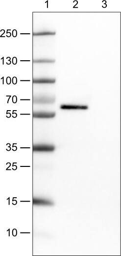 Occludin Antibody (CL1555) Western Blot: Occludin Antibody (CL1555) [NBP3-52053]