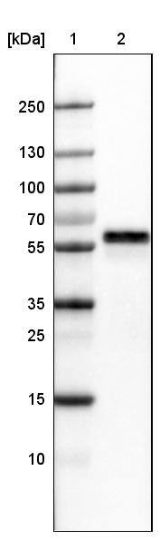ERp57/PDIA3 Antibody (CL2444) Western Blot: ERp57/PDIA3 Antibody (CL2444) [NBP3-52057]