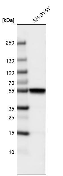 beta-III Tubulin Antibody (CL5813) Western Blot: beta-III Tubulin Antibody (CL5813) [NBP3-52059]