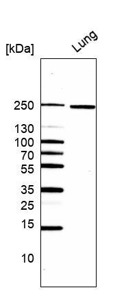 Laminin gamma 1 Antibody (CL3196) Western Blot: Laminin gamma 1 Antibody (CL3196) [NBP3-52084]