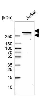 PCM1 Antibody (CL0206) Western Blot: PCM1 Antibody (CL0206) [NBP3-52091]