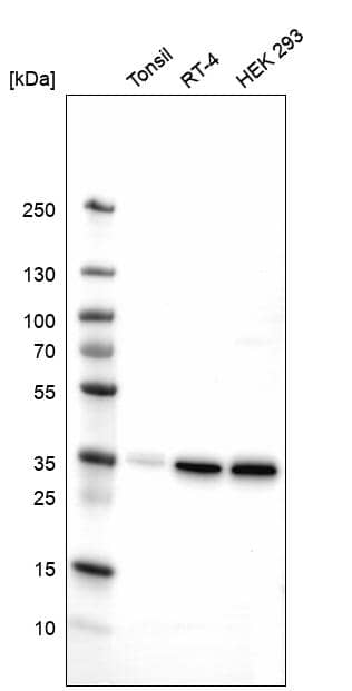 Syntaxin 7 Antibody (CL0257) Western Blot: Syntaxin 7 Antibody (CL0257) [NBP3-52102]