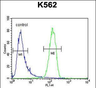 G antigen 13 Antibody (RB28268)