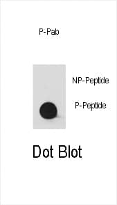 SRC1 Antibody (RB05974)