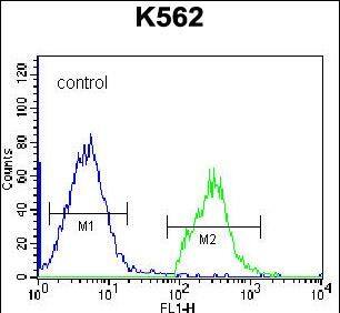 HIST1H2BL Antibody (RB32146)