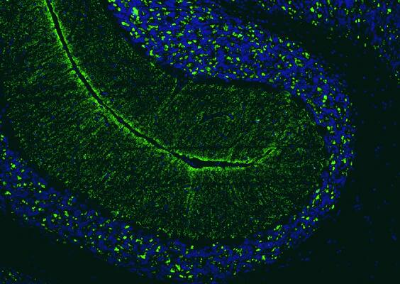 Immunohistochemistry-Paraffin: VGLUT2 Antibody (N29/29) - Chimeric - Azide and BSA Free [NBP3-52339]