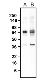 Western Blot: GAD65/67 Antibody (L127/12) - Chimeric - BSA Free [NBP3-52354]