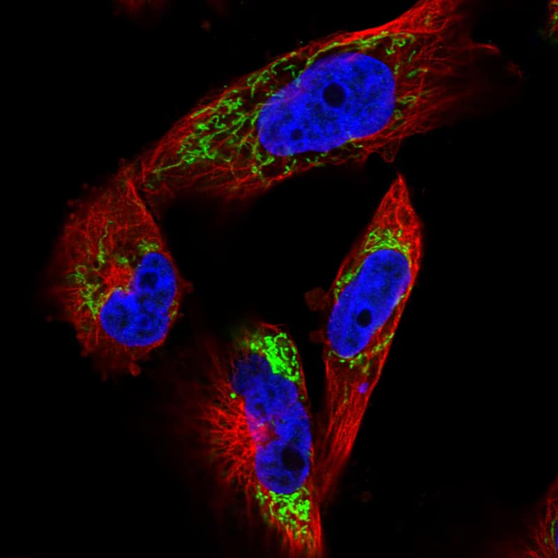 Immunocytochemistry/ Immunofluorescence: TUFM Antibody (CL2242) [NBP3-52456]