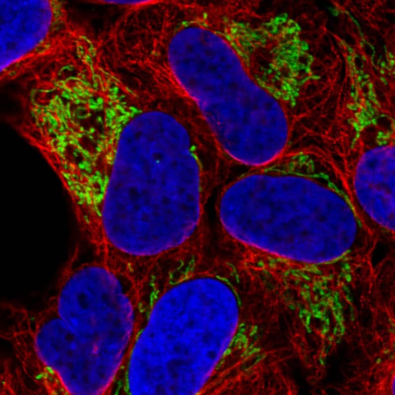 Immunocytochemistry/ Immunofluorescence: TUFM Antibody (CL2242) [NBP3-52456]