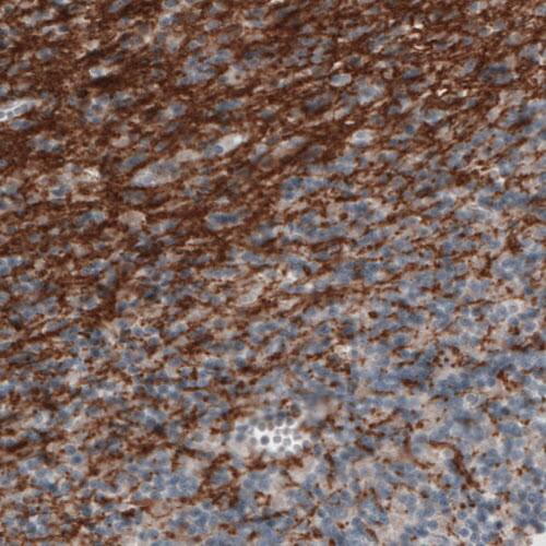 Immunohistochemistry-Paraffin: MOG Antibody (CL2852) [NBP3-52462]