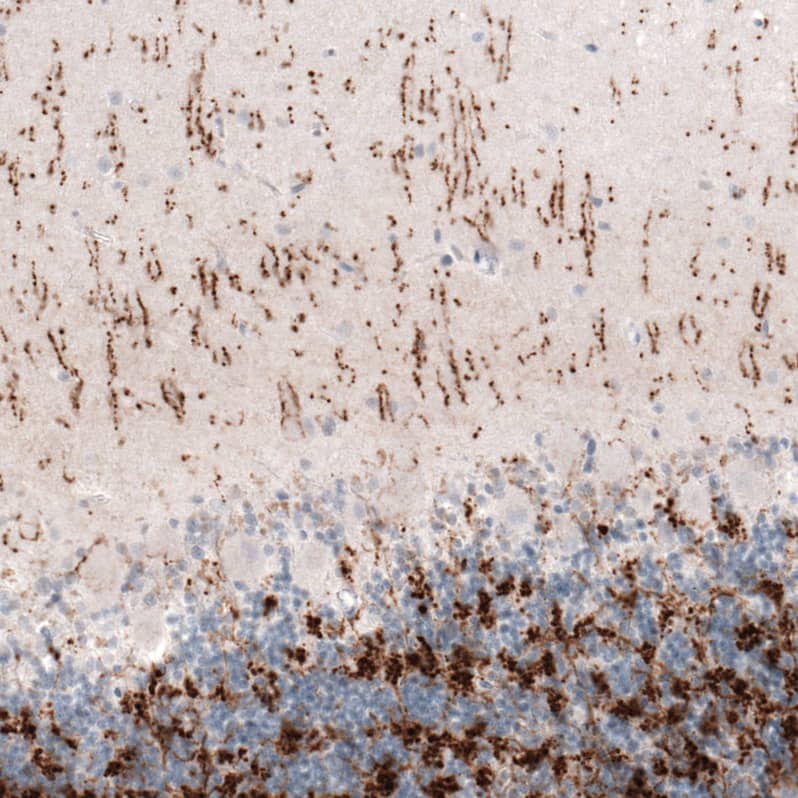 Immunohistochemistry-Paraffin: VGLUT2 Antibody (CL2921) [NBP3-52463]